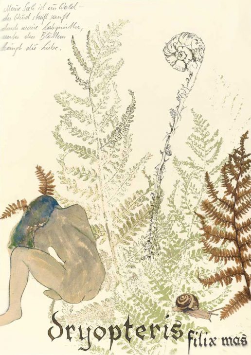 Dryopteris filix mas