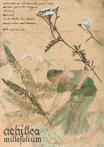 Achillea Millefolium – Schafgarbe