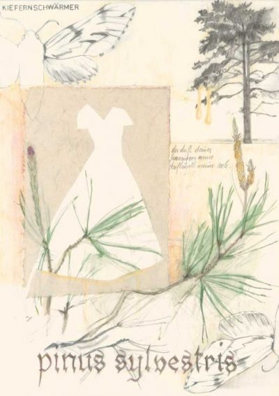 Pinus Sylvestris – Waldkiefer