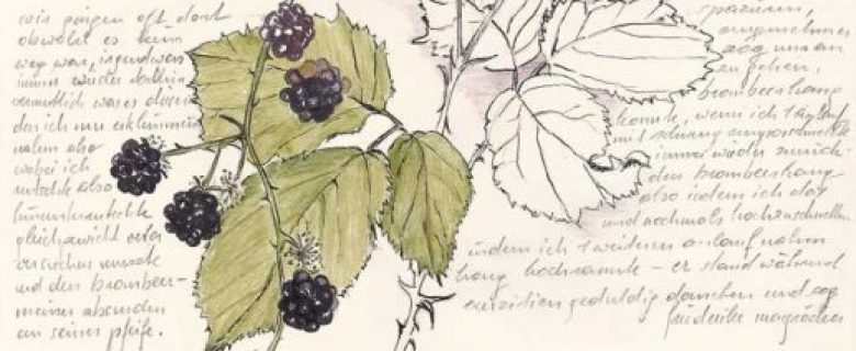 Rubus Fruticosus – Brombeeren