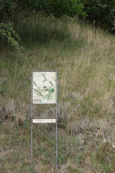 Schauensteinweg – Achillea millefolium