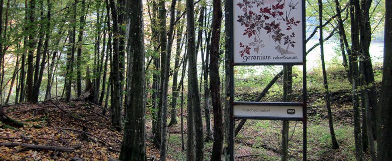 Schauensteinweg – Geranium robertianum