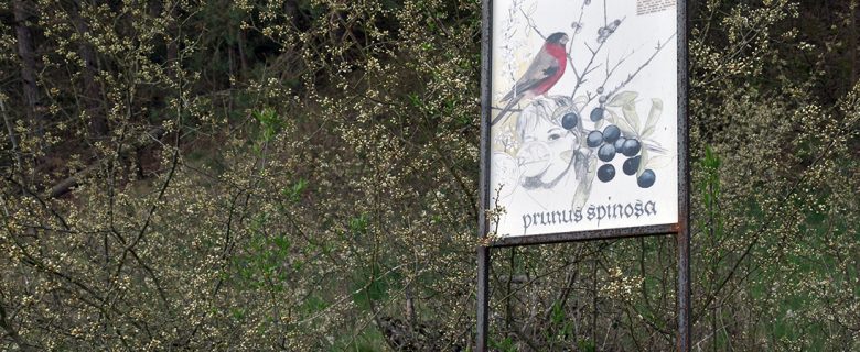 Schauensteinweg – Prunus spinosa